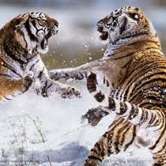 Fighting For