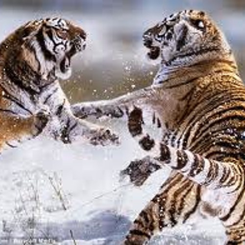 Fighting For