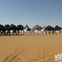 ياسعد لو تشوف الذود عفت المدينة - عبدالله العبودي2012