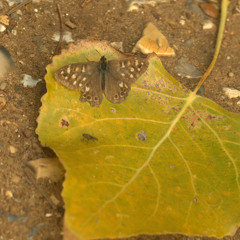 Ancient Wings from the Printing Stone