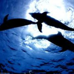 Dolphin Dance