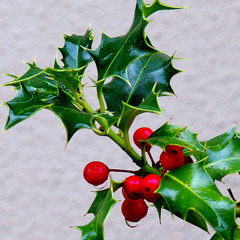 Have yourself a merry little xmas cover.