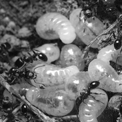 Activité (Original Mix)