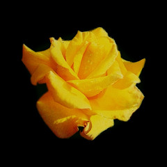 Heart of Gold (Subherbs and Neil Young Instrumental Remix)