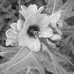 02 Hyoscyamus Niger