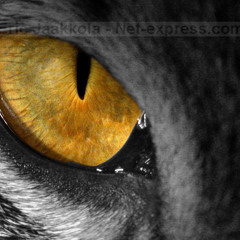 eye of the tiger blues version