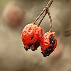 Remedium (Reze)-Muzyka Serc