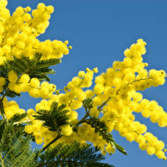 Mimoza "Mahaleo" (Cover) -  Mikazik Production