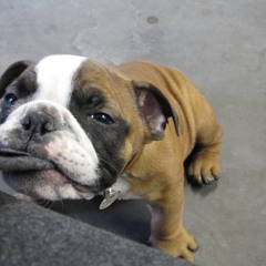 Open Arms - Added Vox