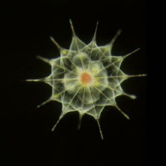 Microbe (Out now on VA Sprectral Resolution)