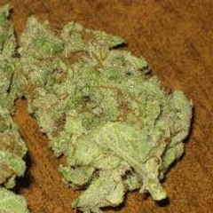 TeeDak - Dutch n' Such