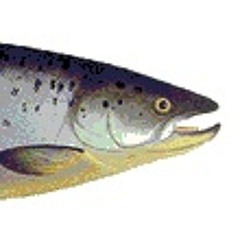 Helsinki Art Scene (Oulu metal)