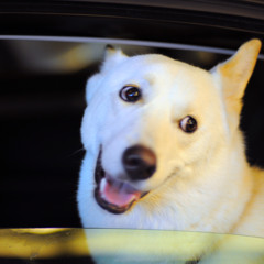 Dzadzakin   lentils and nuts