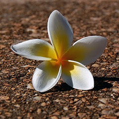 thai song