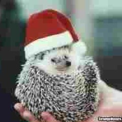 Valse de Niglos(Gusti Malha) Stu Blagden Quartet