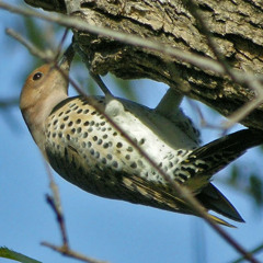 Sonoran desert ambient