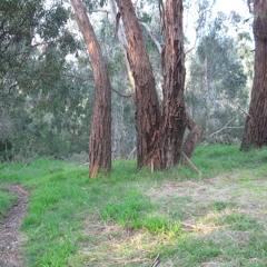 Letting go (Tane lead guitar:)