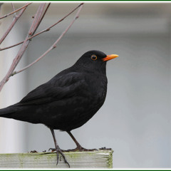 Zefora - The Blackbird's Tale (harmony2 - 85 bpm) (mono)