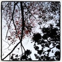 The OO-Ray: "Silhouettes"