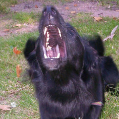 Dan Cultivator & The Gentleman - Bad Day With Black Dog & Sheep (TOM The Tractors Bloody Wool Remix)