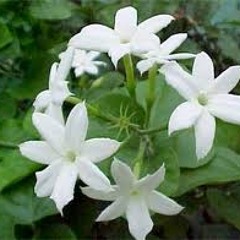 Jasmine's Smile