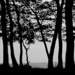 Crow in the distance