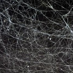 Dark side of the chicken burn # 1: acid intro