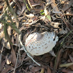 siempre simple (prod. kasper)