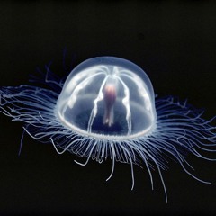 Allocated Footwork (Preview)