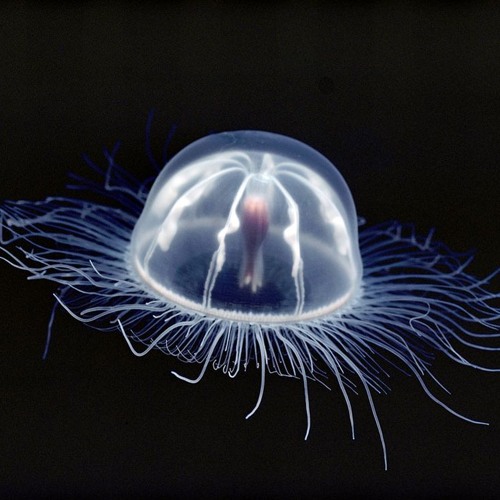 Allocated Footwork (Preview)