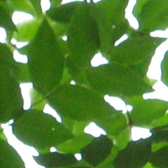 greenskiesdrift raw dry