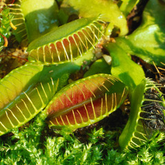 David e sugar-just like heaven