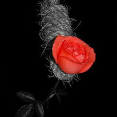 Love you 'til i'm dead - Studio Recording