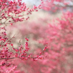 I started a joke at Beegees