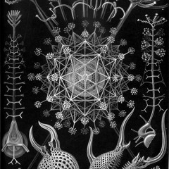 Symatic Star with Sheah-Voice & Astro Dave-drums - Regeneration