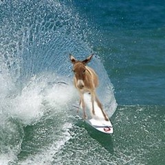 Rapha Sampaio - Eu sou surfista brow !