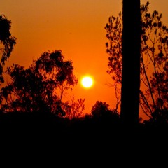 Sunset in the Australian Bush
