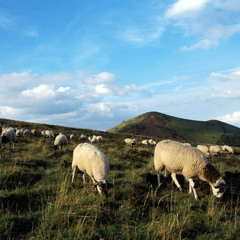 DODO (BERLIN LIVE7 PERF.)