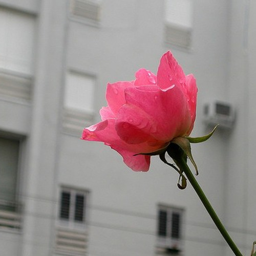 نسيم الشوق - أحمد الهاجري