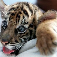 Tiger wisdom