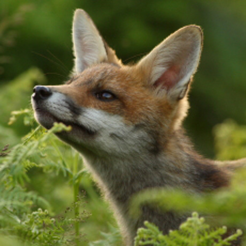 Stream Red-Fox by Wildlife Sound Recording | Listen online for free on