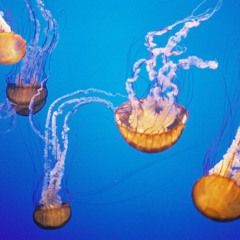 JellyfishBass