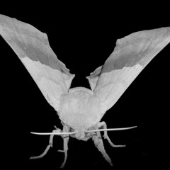 Ambient Blackhearts Division - Evocation of the giant moth
