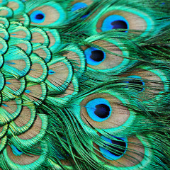 The Peacocks