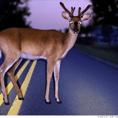 Deer in the headlights