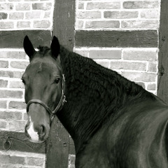 DJ Koze: "Der Wallach" (youANDme EDIT)