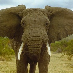 Elephant in zee Room (Intro)