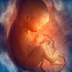 Womb