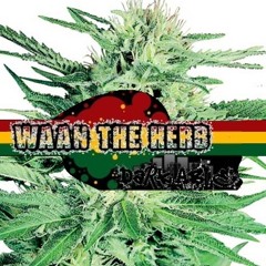 Dark Able - Waan The Herb (DL)