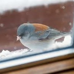 Stars - Window Bird (Polymaths remix)